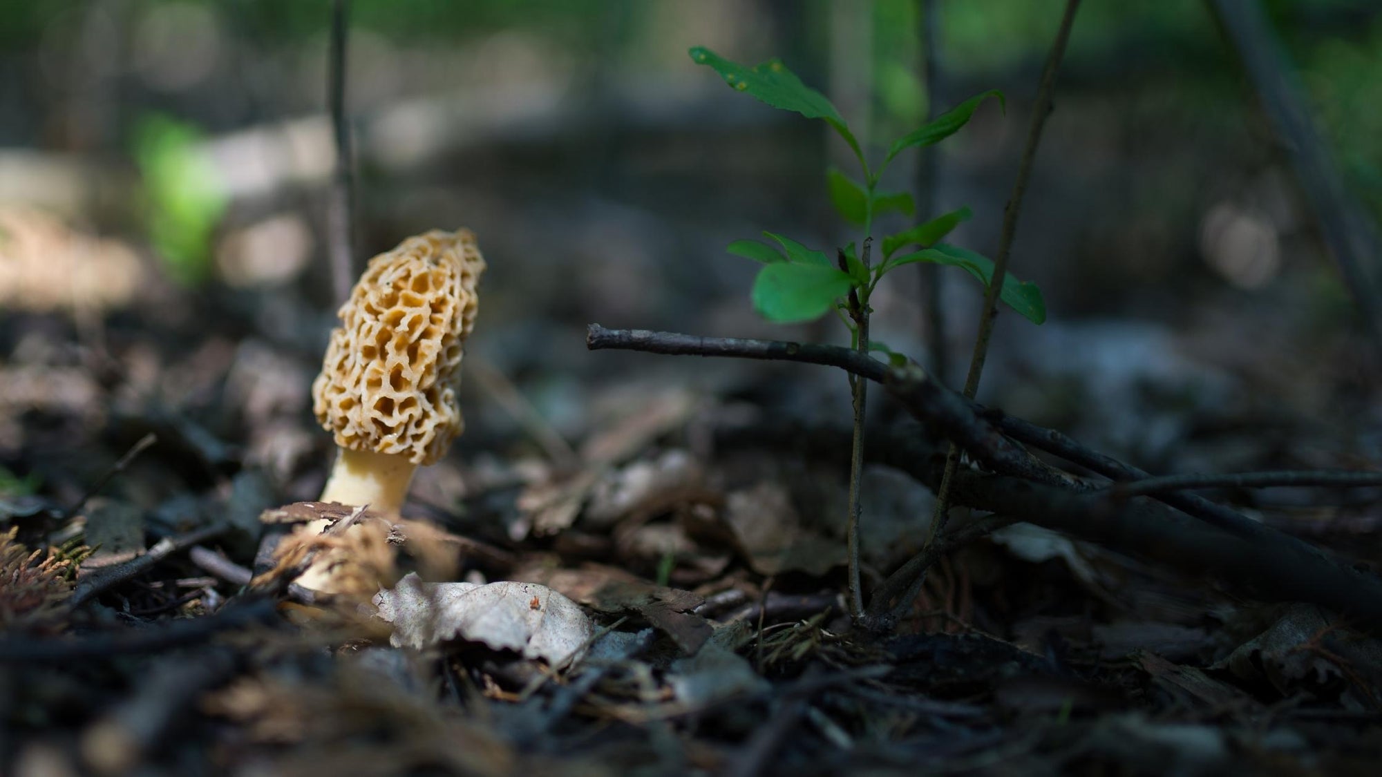 morel mushroom in the woods