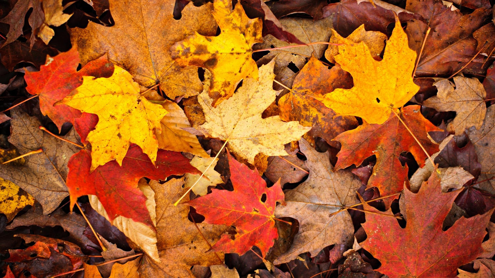 Top Ten Activities To Do In The Fall