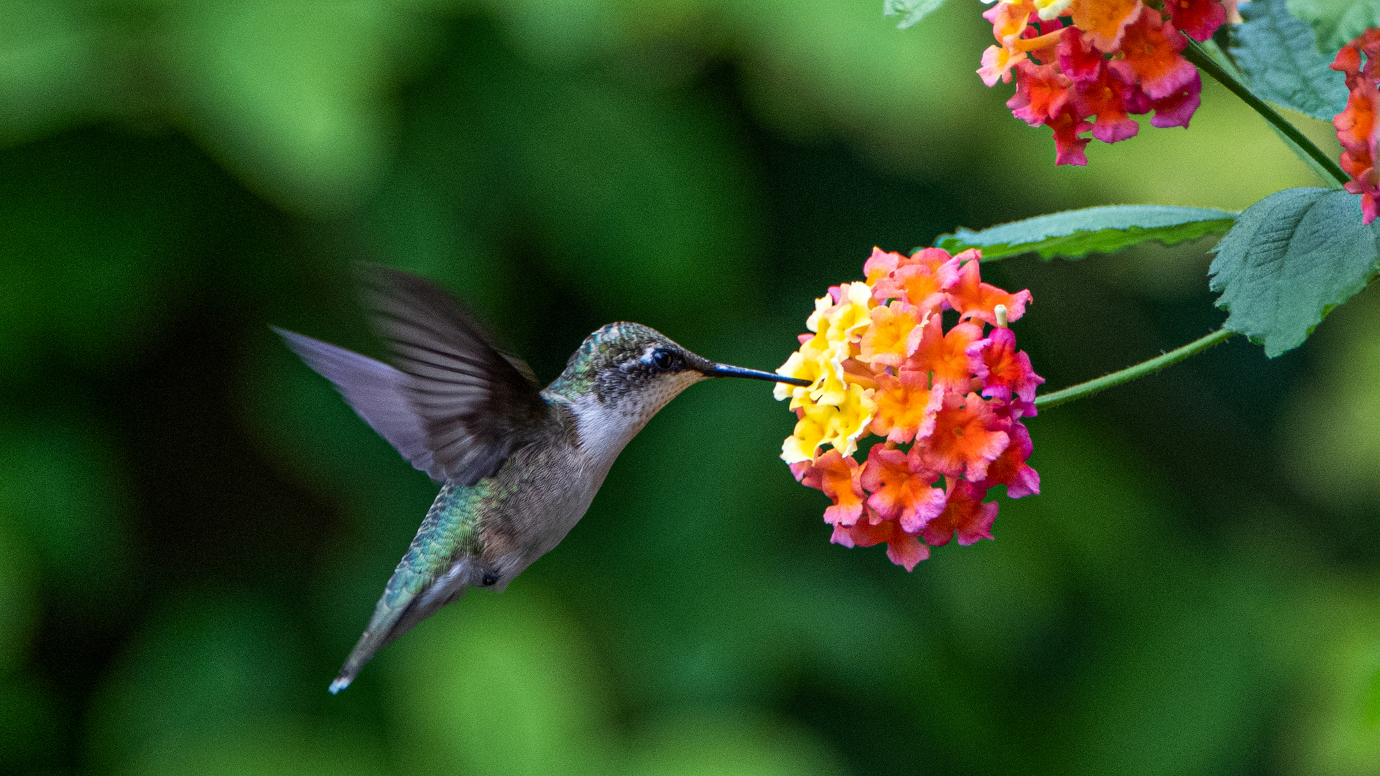 Attracting Hummingbirds To Your Backyard