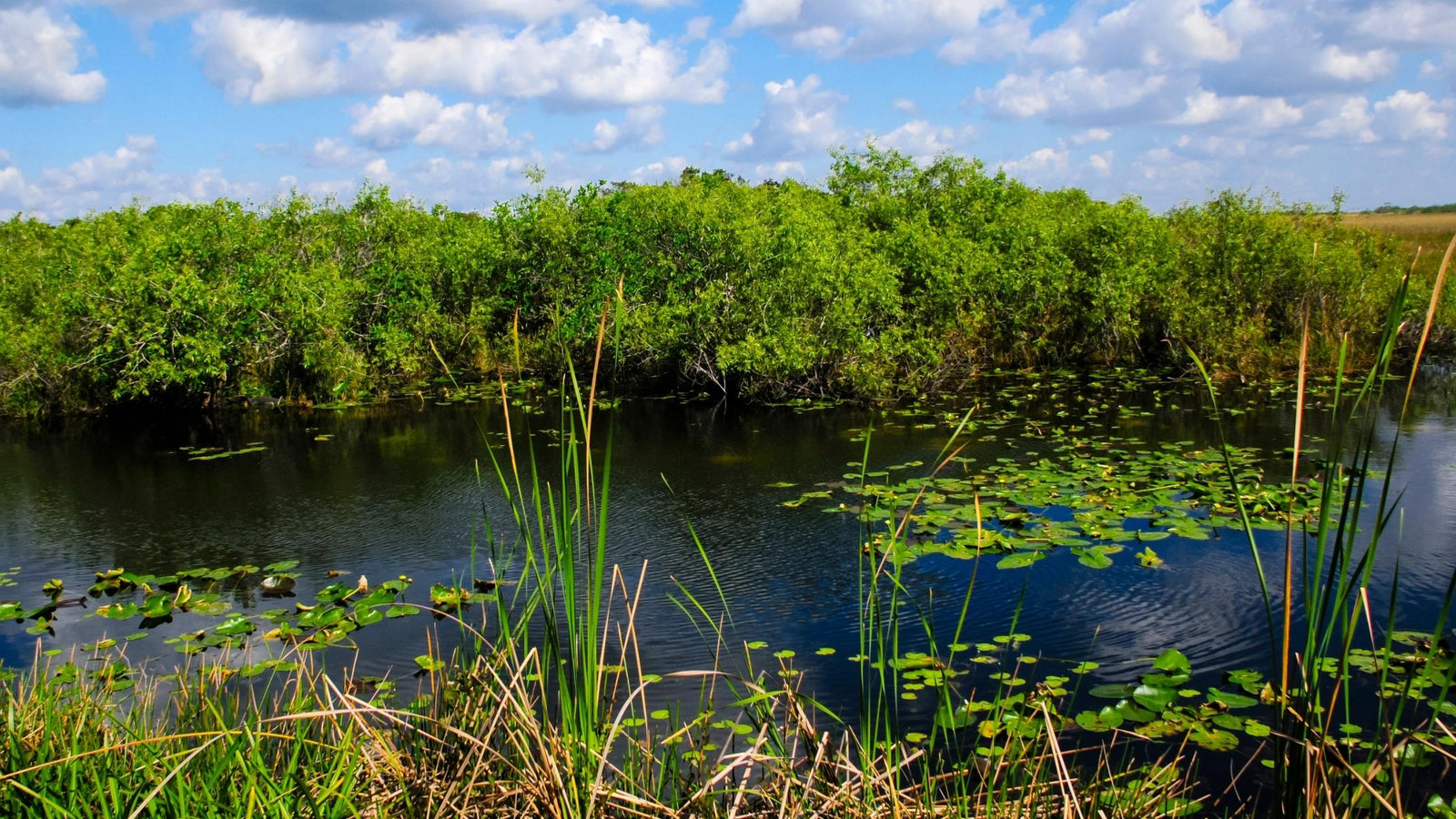 Florida everglades photo Florida National Parks