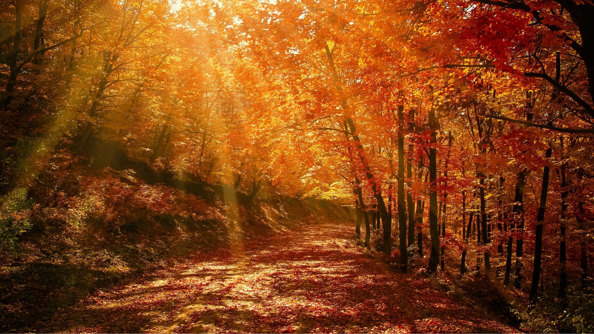 Safety Tips For Hiking In the Fall: Embrace the Beauty Safely