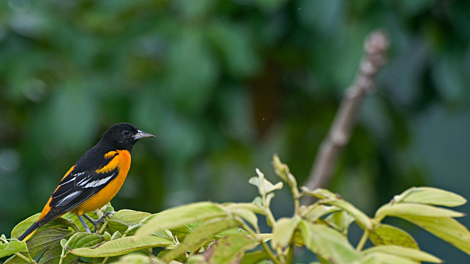How To Attract Baltimore Orioles To Your Yard- oriole bird eating from an orange