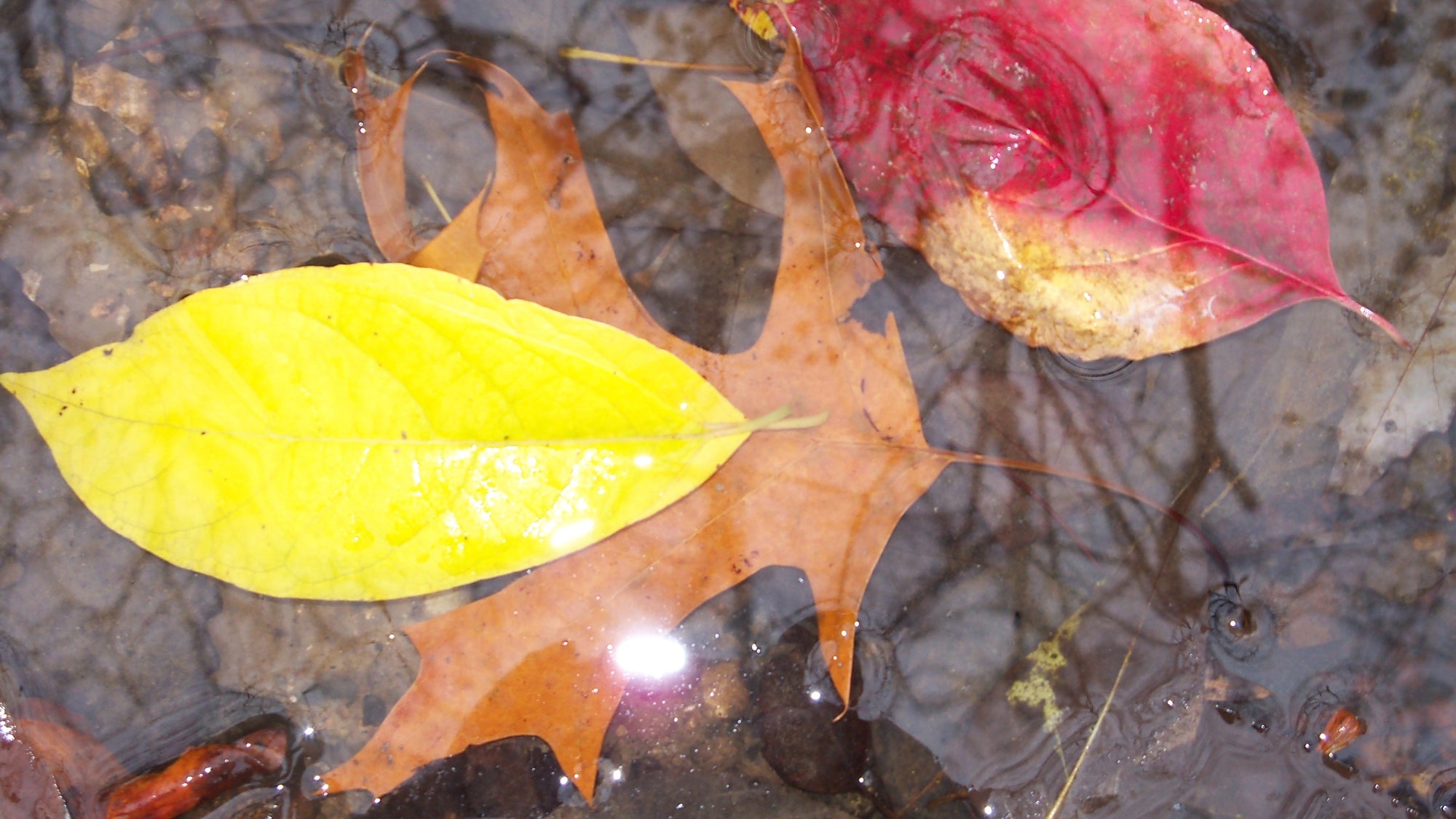 Autumn's Grace: Capturing the Serene Beauty of Leaves in Water