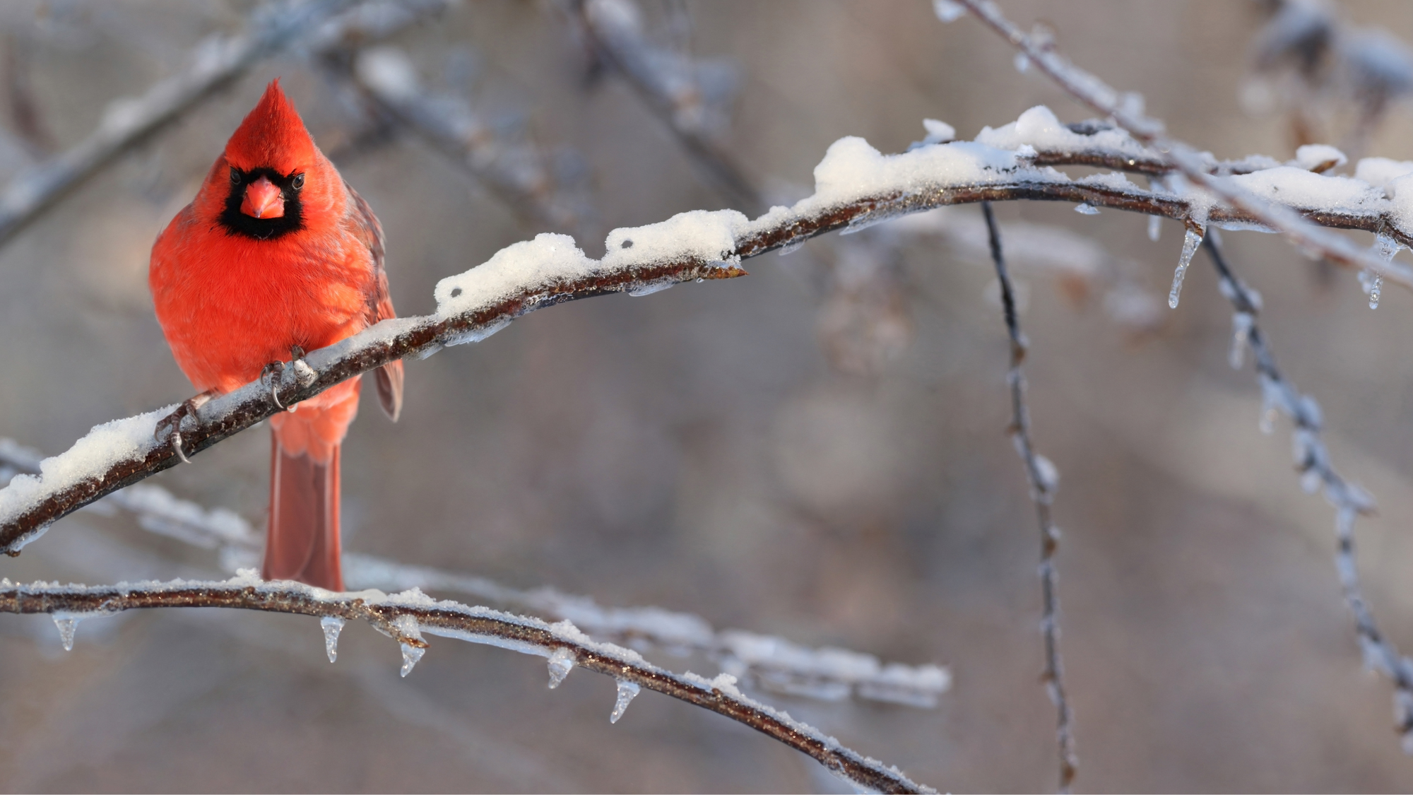 Embracing Winter Birdwatching