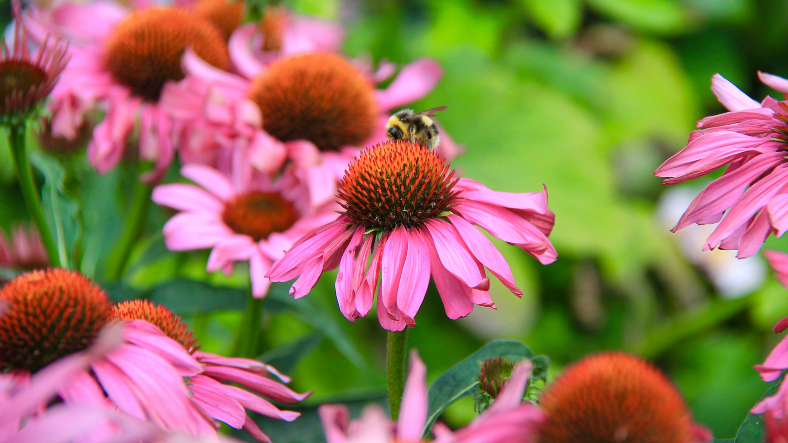 picture of a bumble bee on world bee day