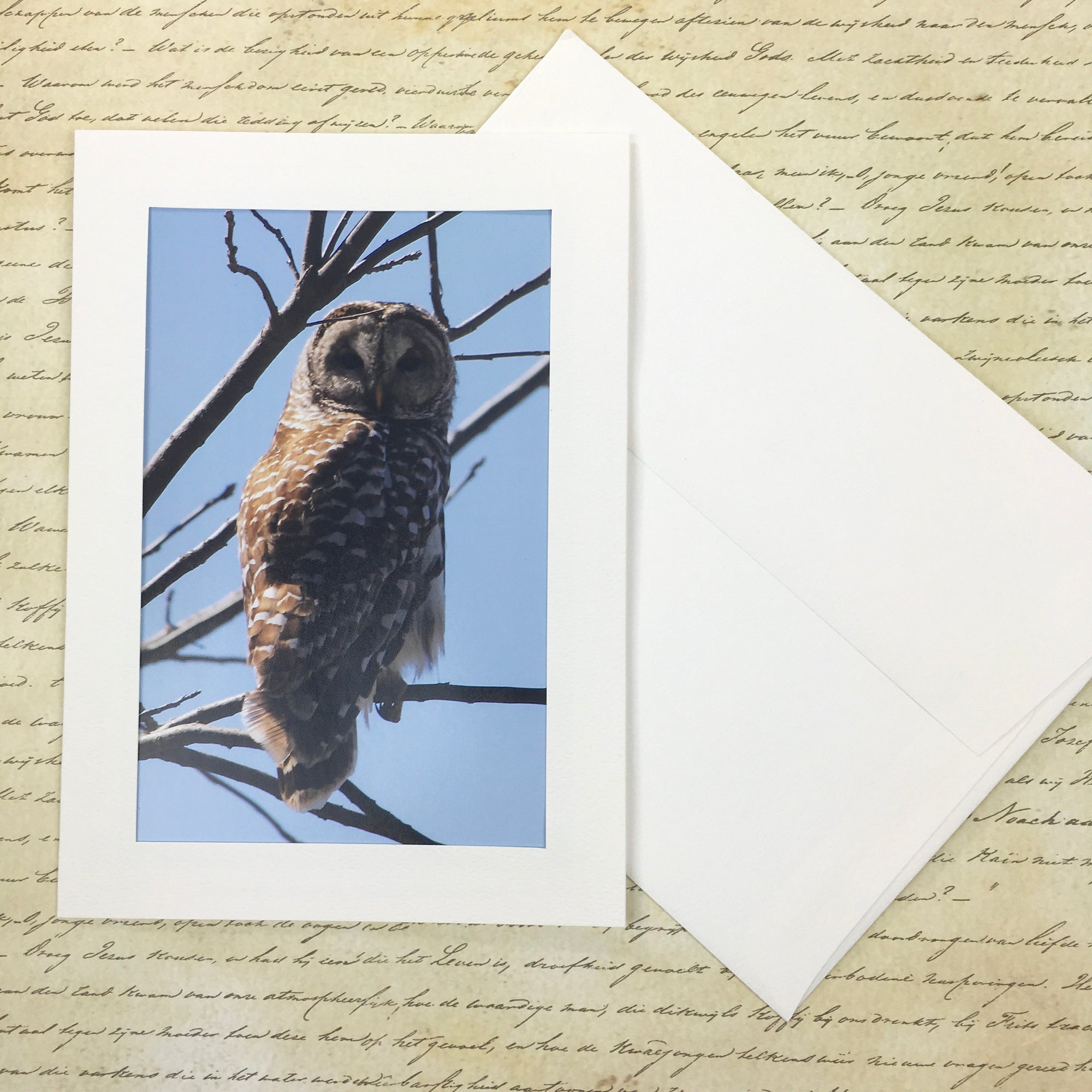 Owl Photography Notecard, 5x7 Blank Greeting Card