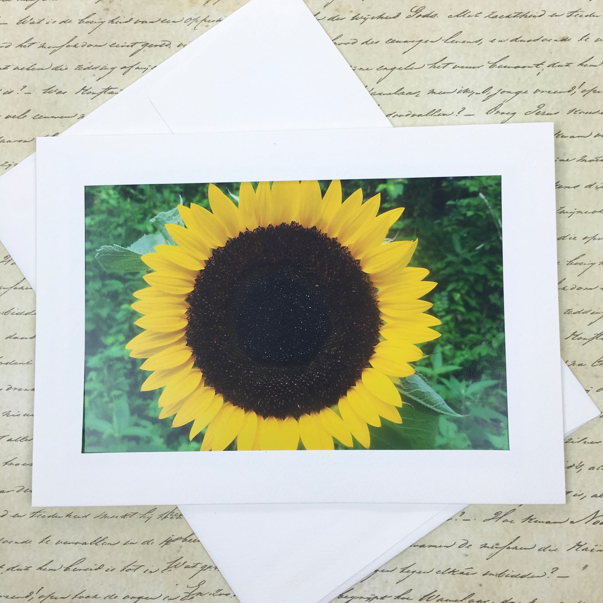 Sunflower Photography Notecard, 5x7 Blank Greeting Card