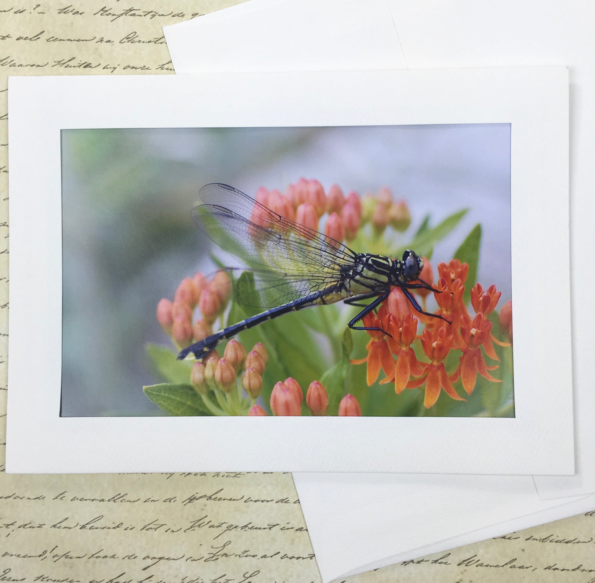 Dragonfly Photography Notecard, 5x7 Blank Greeting Card