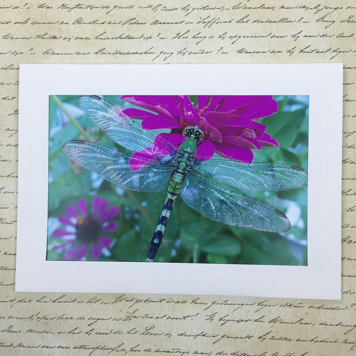 Dragonfly Photography Notecard, 5x7 Blank Greeting Card